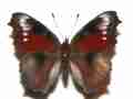 Aglais io female (peacock aberration) Internet Image property of respective owner, non-commercial use only